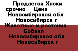 Продается Хаски срочно! › Цена ­ 10 000 - Новосибирская обл., Новосибирск г. Животные и растения » Собаки   . Новосибирская обл.,Новосибирск г.